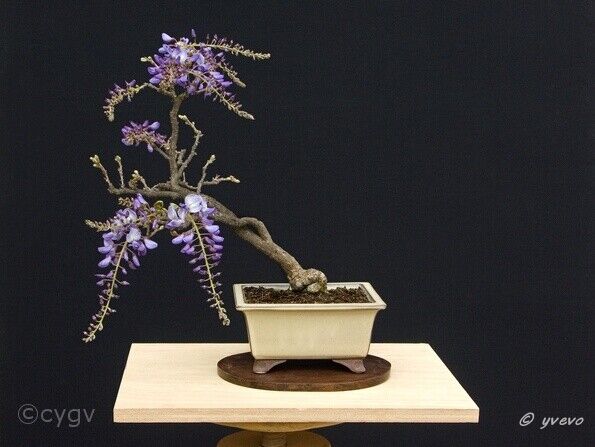 glycine-collection-de-bonsai-et-penjing